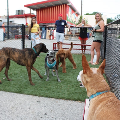 Playtime at Woof 66, Fuel 66’s dog park