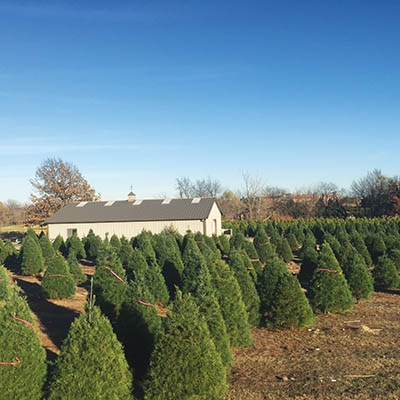 Owasso Christmas Tree and Berry Farm