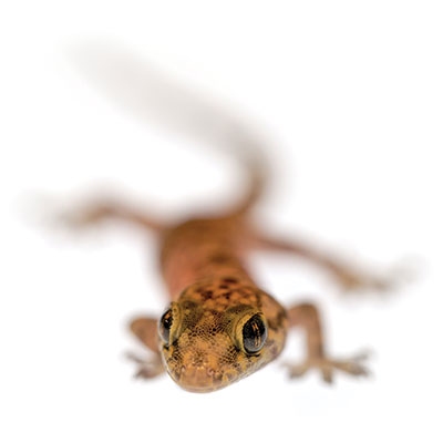 The geckos around Tulsa are Hemidactylus turcicus, or Mediterranean house geckos, and will spend their entire lives in or around a single building.