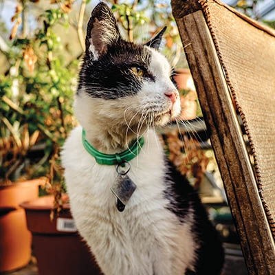 Acer, a Philbrook Garden Cat