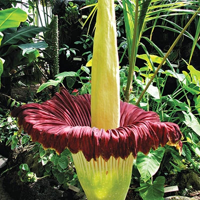 Corpse flower